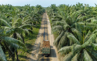Palma de aceite colombiana, un ejemplo a seguir en las am&eacute;ricas: Cenipalma
