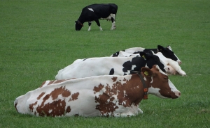 Garantizados recursos para primer ciclo de vacunaci&oacute;n contra aftosa