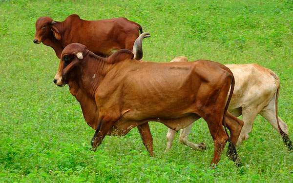 Por Vacas Locas, Brasil suspende exportaci&oacute;n de carne bovina a China