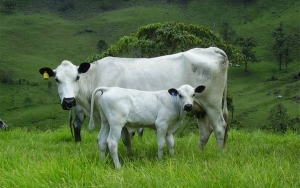 Para optimizar la ganader&iacute;a, las razas criollas deben volver