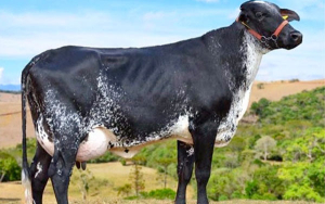 Alerta en producci&oacute;n de leche: peque&ntilde;os ganaderos por fuera del mercado