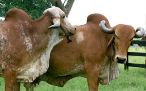 Diamantes de la leche, remate por la competitividad ganadera del Caribe