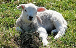 El campo es muy de malas, no le funcion&oacute; ni el estado ni los paros