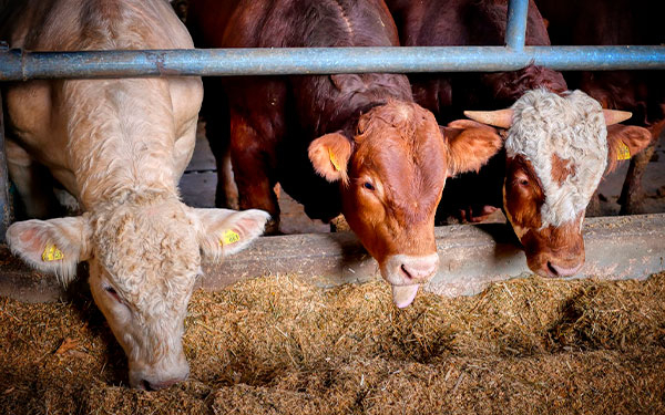 Ganader&iacute;a colombiana no ha sabido nutrir sus animales: Cuadros Moreno