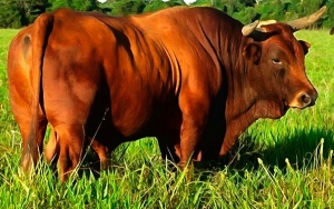 Ganado criollo, soluci&oacute;n de calidad al desabastecimiento de carne