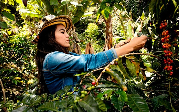 Mujeres, las manos competitivas que le hac&iacute;an falta a la caficultura