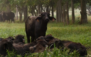 Sector de B&uacute;falos en su l&iacute;nea, din&aacute;mico y por caminos de crecimiento