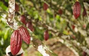 Pandemia gener&oacute; especulaci&oacute;n global y alter&oacute; precios de cacao