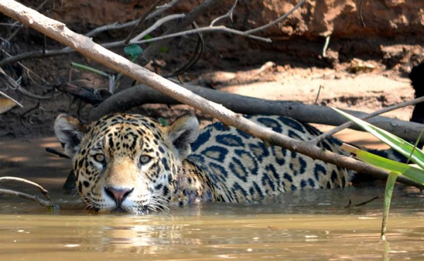Jaguar amenazado por megaproyectos productivos: Otra pata que le sale al gato
