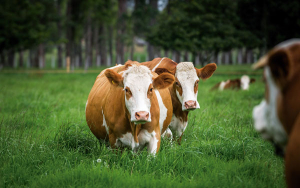 Simmental, la raza potente, garant&iacute;a de mejoramiento gen&eacute;tico y crecimiento