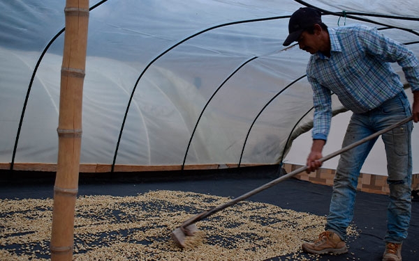 Caf&eacute; sostenible, grata apuesta del pueblo ind&iacute;gena pijao en el sur del Tolima