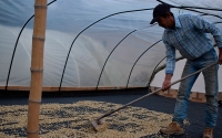 Caf&eacute; sostenible, grata apuesta del pueblo ind&iacute;gena pijao en el sur del Tolima