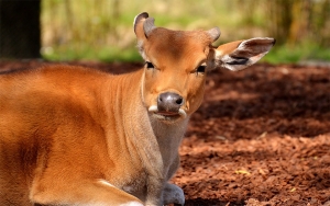 Mesoam&eacute;rica y la FAO buscan potenciar la contribuci&oacute;n de la ganader&iacute;a