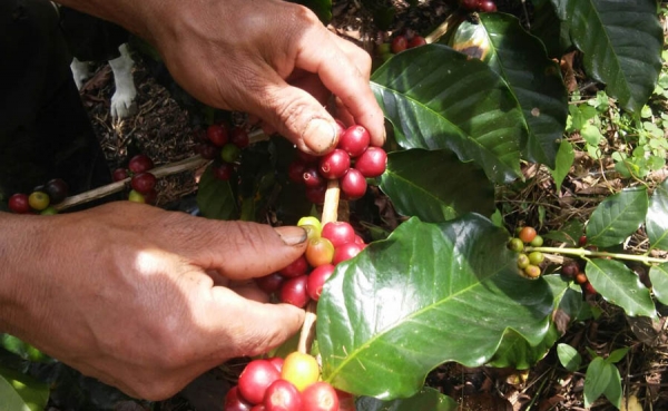 Devaluaci&oacute;n es un peligro para la caficultura: G&oacute;mez Estrada