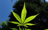 PharmaCielo y Cooperativa Caucannabis firman acuerdo