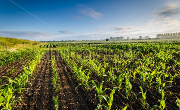 Gobierno entrega fertilizantes gratis a cafeteros.