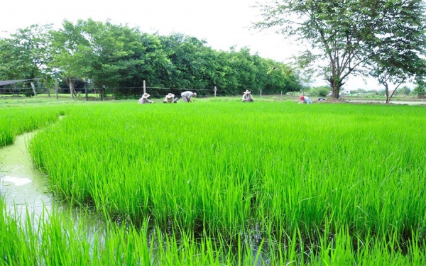 Arroz colombiano ser&iacute;a exportado a Canad&aacute; y a otros pa&iacute;ses