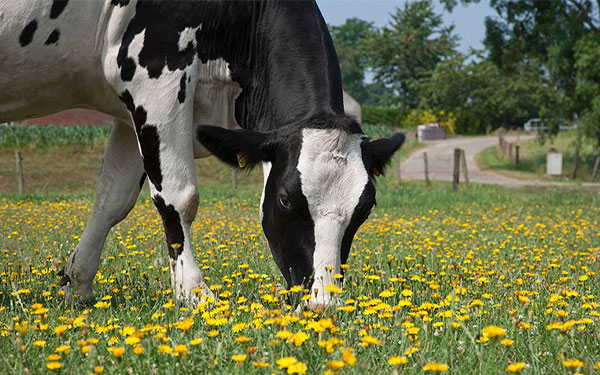 Seguridad alimentaria encuentra socio esencial con tecnolog&iacute;a