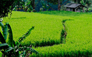 FAO reporta mayor crecimiento en producci&oacute;n mundial del arroz