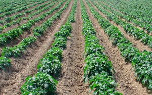 Geopol&iacute;tica, incertidumbre y altibajos en el mercado de fertilizante: YARA