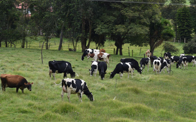 Equivocaciones que cuestan: En el pa&iacute;s la agricultura est&aacute; muriendo